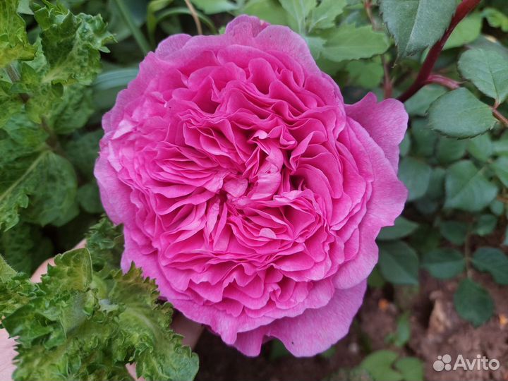 Саженцы роз