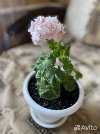 Пеларгония герань