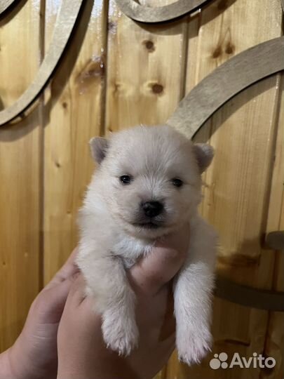 Щенки шпица