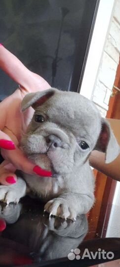 Лиловый французский бульдог