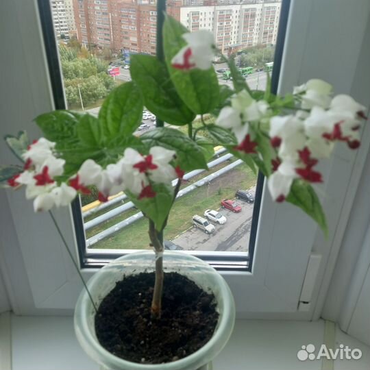 Клеродендрум госпожи Томпсона
