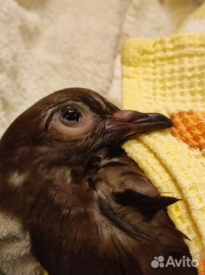 Голубь в добрые руки