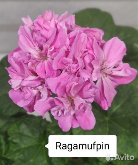 Пеларгония герань