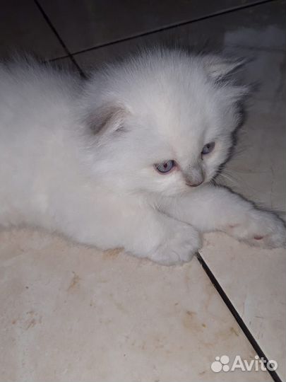 Котята шотландские вислоухие