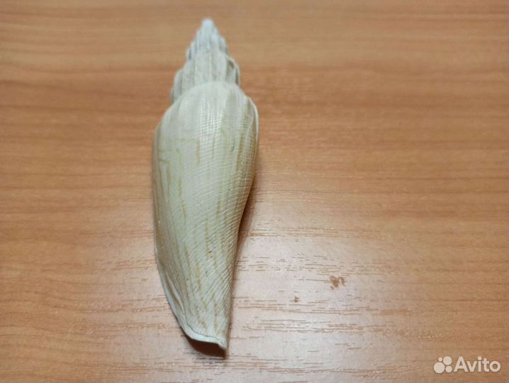 Морская раковина