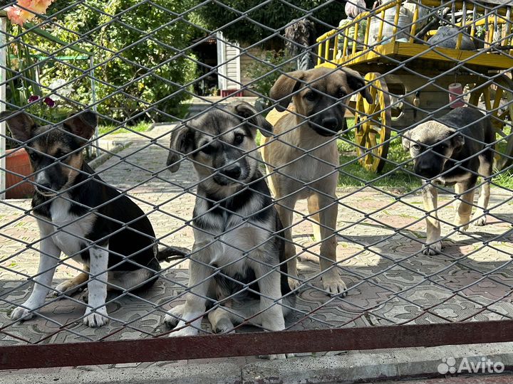 Дворовые собаки