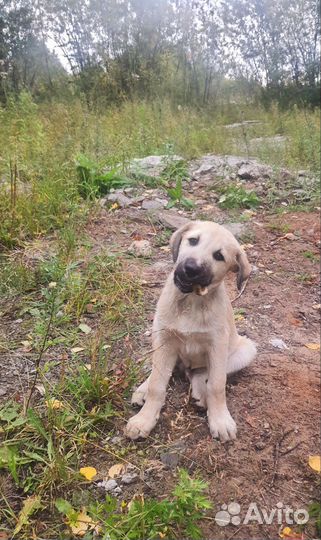 Локи ищет дом