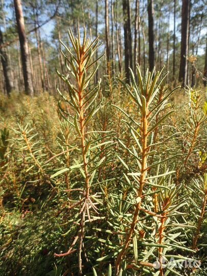 Эфирное масло багульника