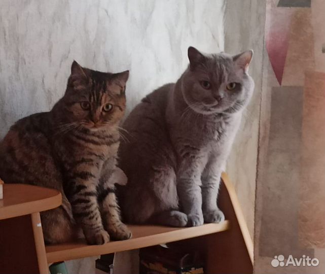 Британская