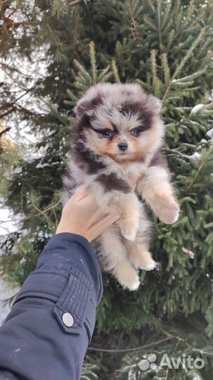 Померанский шпиц мраморная девочка