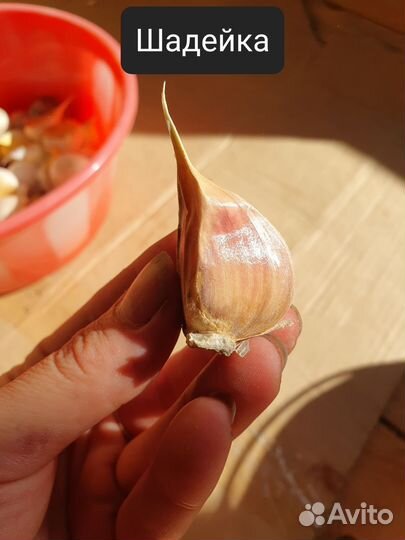 Элитные сорта чеснока.Осенняя посадка