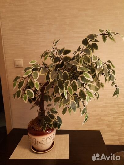 Фикус бенджамина искусственный