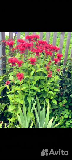 Многолетние цветы