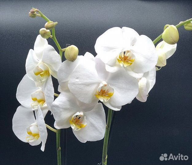 Сортовые Орхидеи отцветашки