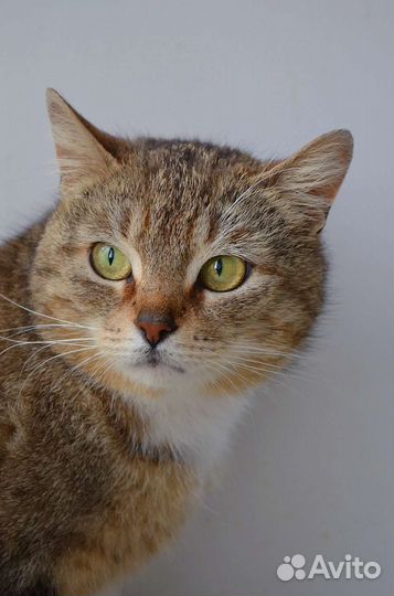 Кошка Мишель в дар