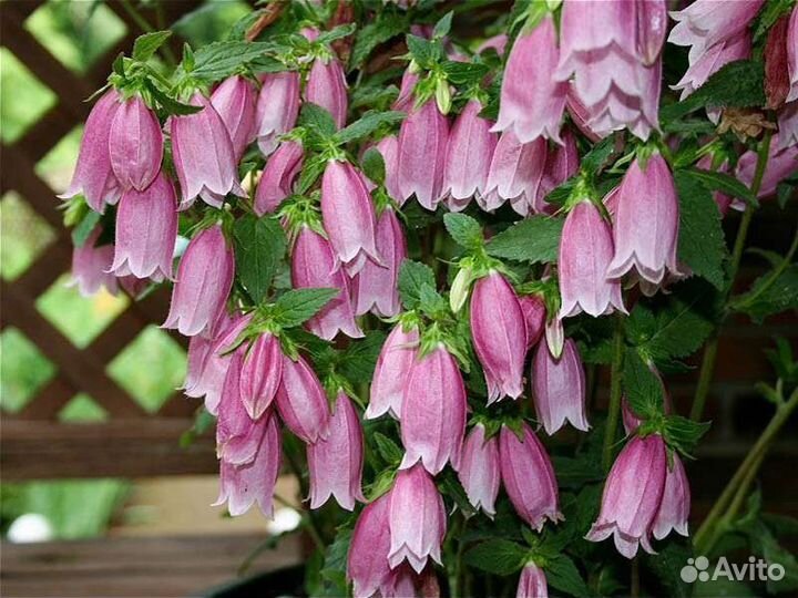 Многолетники садовые