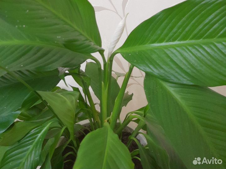 Спатифиллум продаются отростки