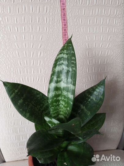 Сансевиерия ханни