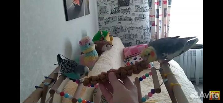 Сенегальское просо в колосьях