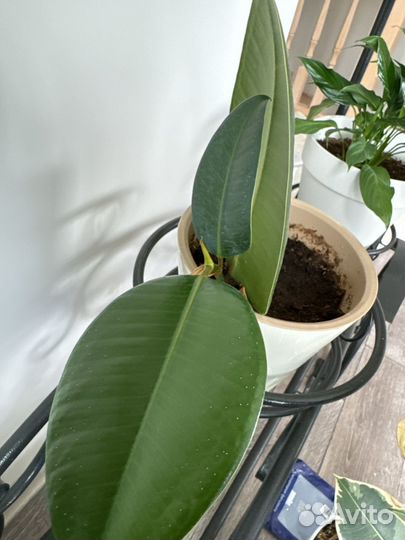 Фикус каучуконосный