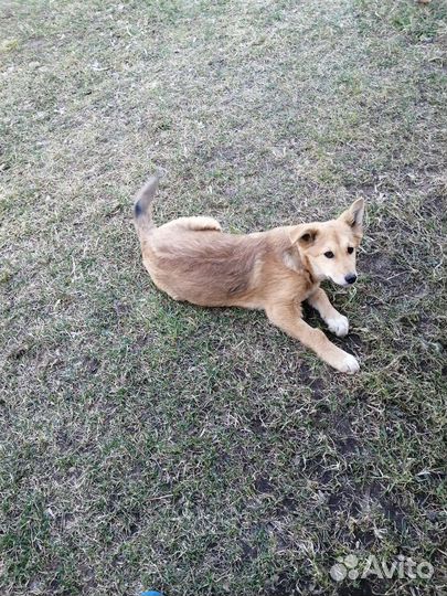 Щенки в добрые руки