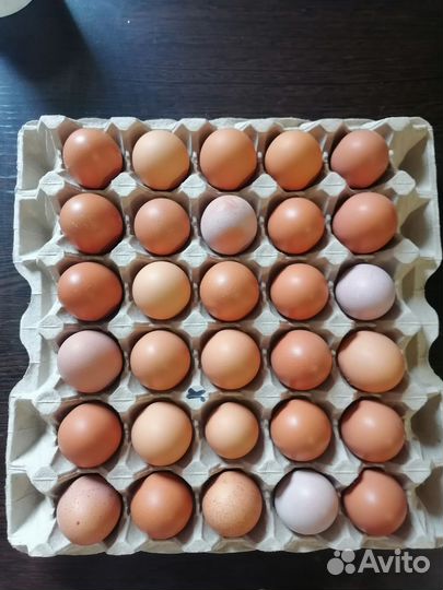 Яйцо домашнее