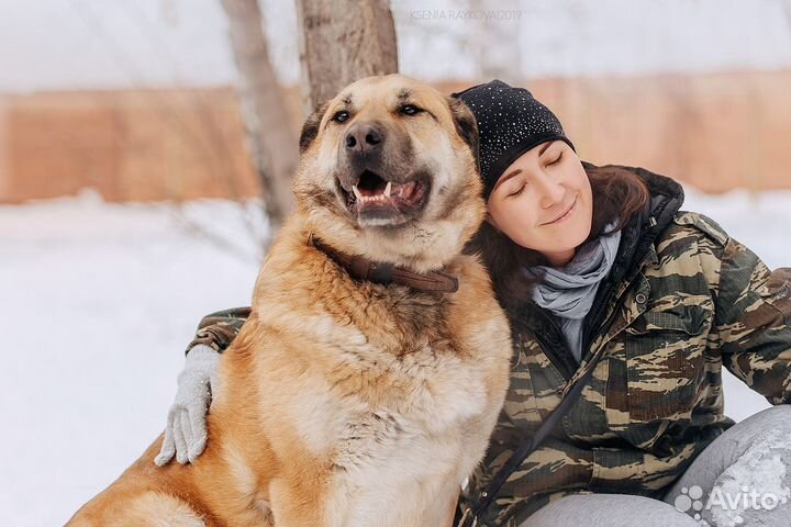Обоятельный метис алабая пропадает в клетке