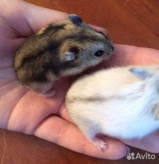 Джунгарский хомяк