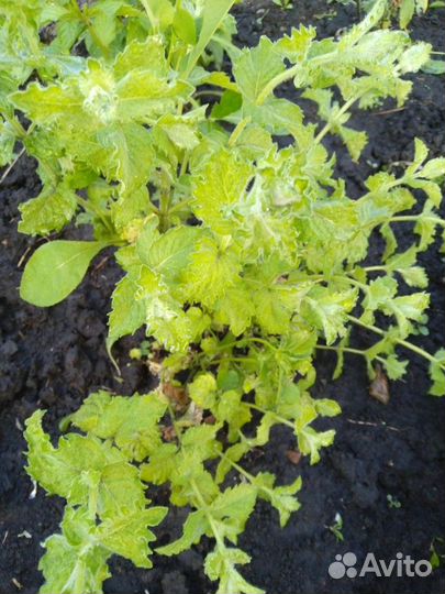 Мята сортовая