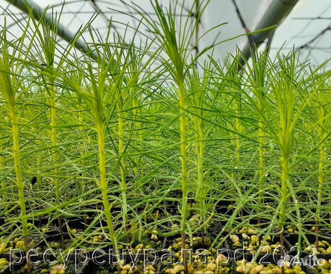 Посадочный материал зкс сеянцы Сосна Ель саженцы