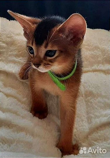 Абиссинские котята