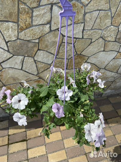 Петуния ампельная