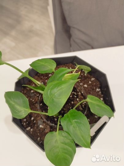 Диффенбахия