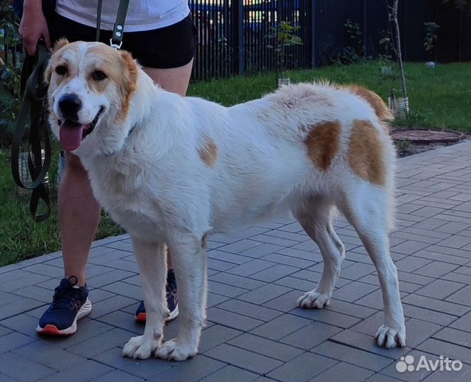 Найдена среднеазиатская овчарка - алабай