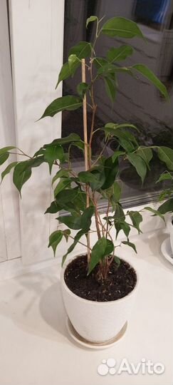 Фикус бенджамина