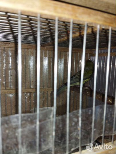 Кенар певчий