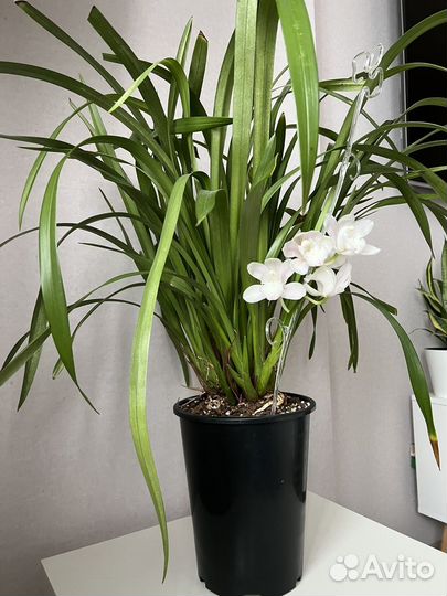 Орхидея цимбидиум в горшке