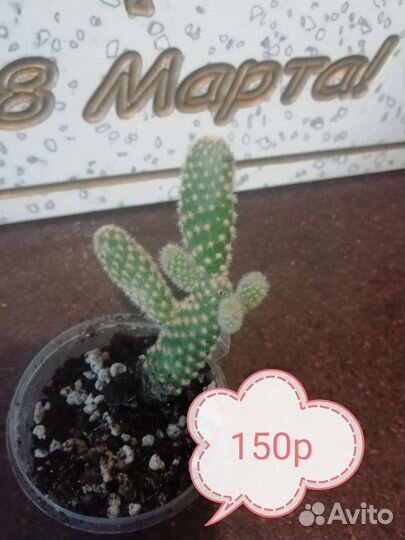 Сингониумы