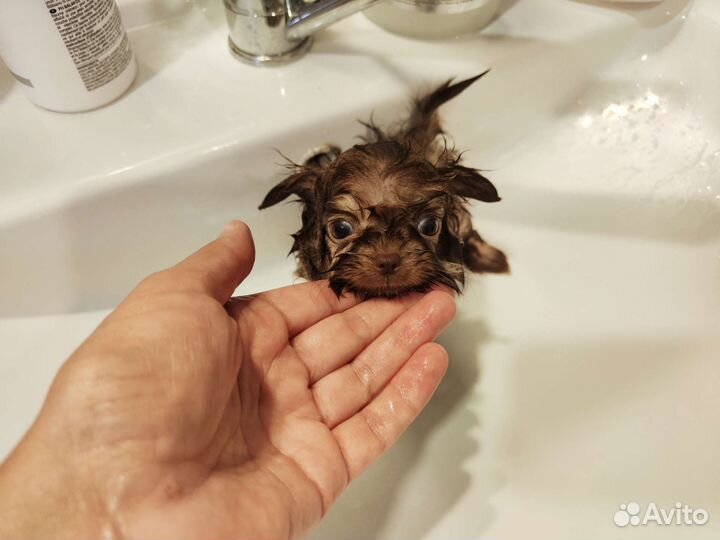 Коротко о размере. Микро Шпиц