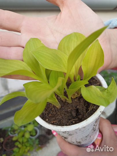 Комплект редких мини хост, Гейхеры и многолетники