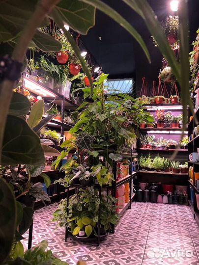 Комнатные растения магазин