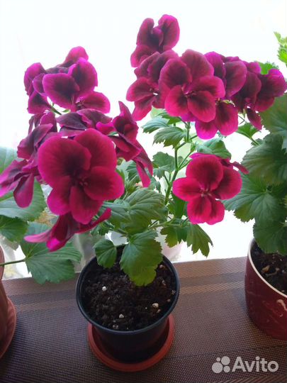 Пеларгония герань