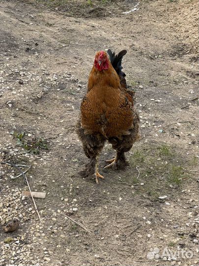 Петух