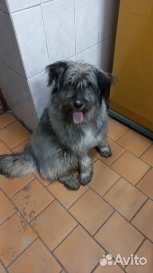 Найдена собака