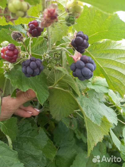 Саженцы ежевики