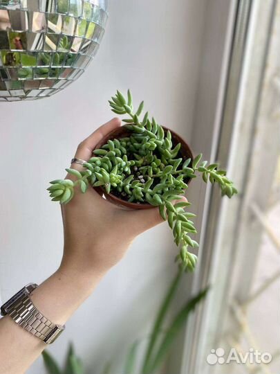 Очиток Моргана