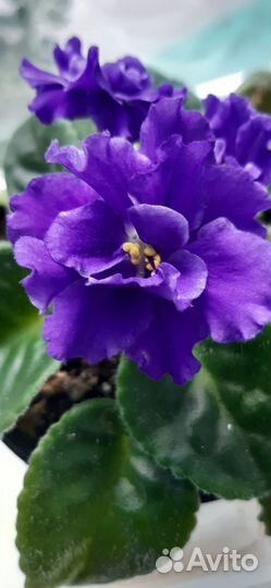 Фиалки сортовые крупноцветковые