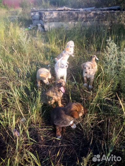Щенки дворняжки бесплатно