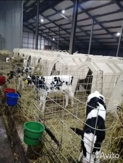 Бычки на откорм