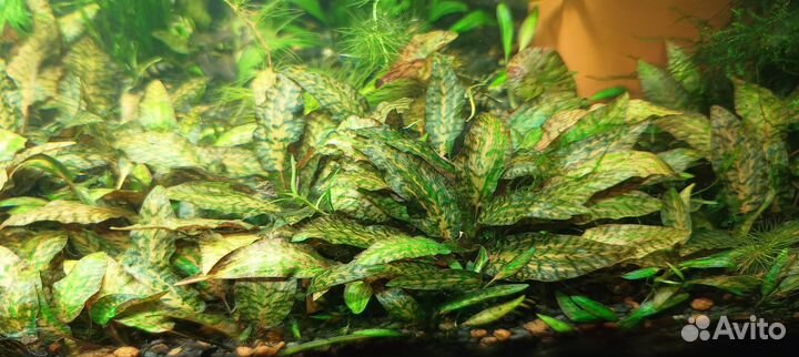 Аквариумные растения